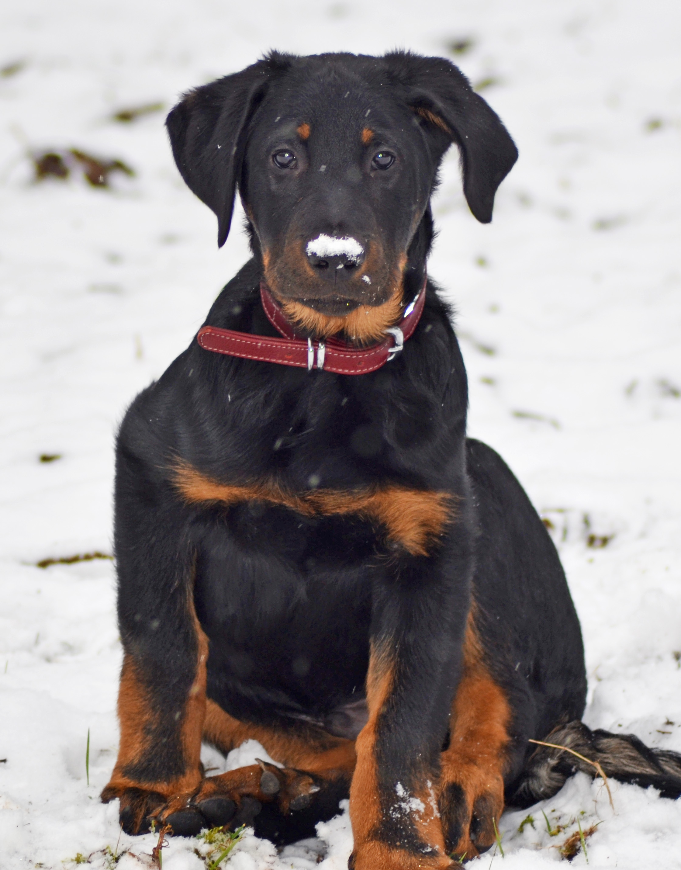 domainedelalicorne.fr Elevage de beauceron chiot beauceron pure race élevage du clos de la licorne elevage des gardiens de la licorne elevage beauceron noir et feu authentique gros gabarits élevage de Beauceron familial sérieux et qualité domainedelalicorne.fr suivi des chiots conseil d’éducation chiot propre bas rouge santé caractère spécialiste du beauceron noir et feu ou arlequin chien rustique berger de France  nos chiots sont élevés avec amour et attention notre passion au service de la qualité Beauceron de qualité et sportif domaine de la licorne 04380 BARRAS élevage en liberté éleveur berger de beauce élevage de beauceron de travail 